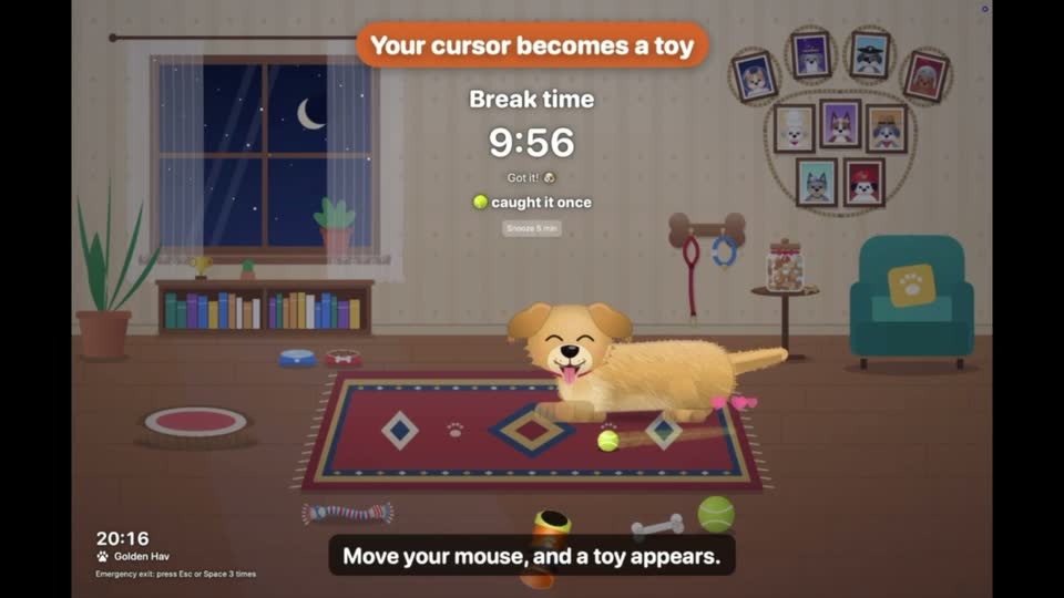 Hav the dog chasing a toy during a break